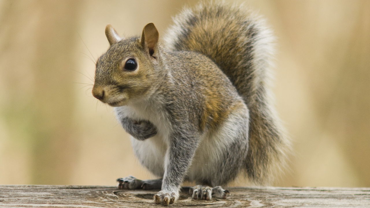 Esquilo é salvo do calor de 45°C com gesto simples e comovente