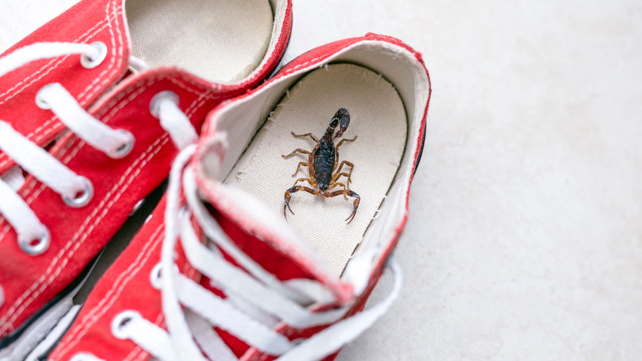 Como saber se existem escorpiões amarelos espreitando pela sua casa