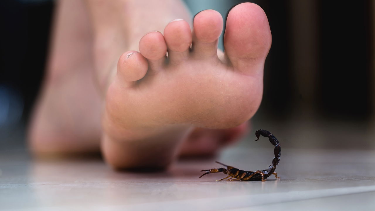 Essas situações atraem os escorpiões para a sua casa