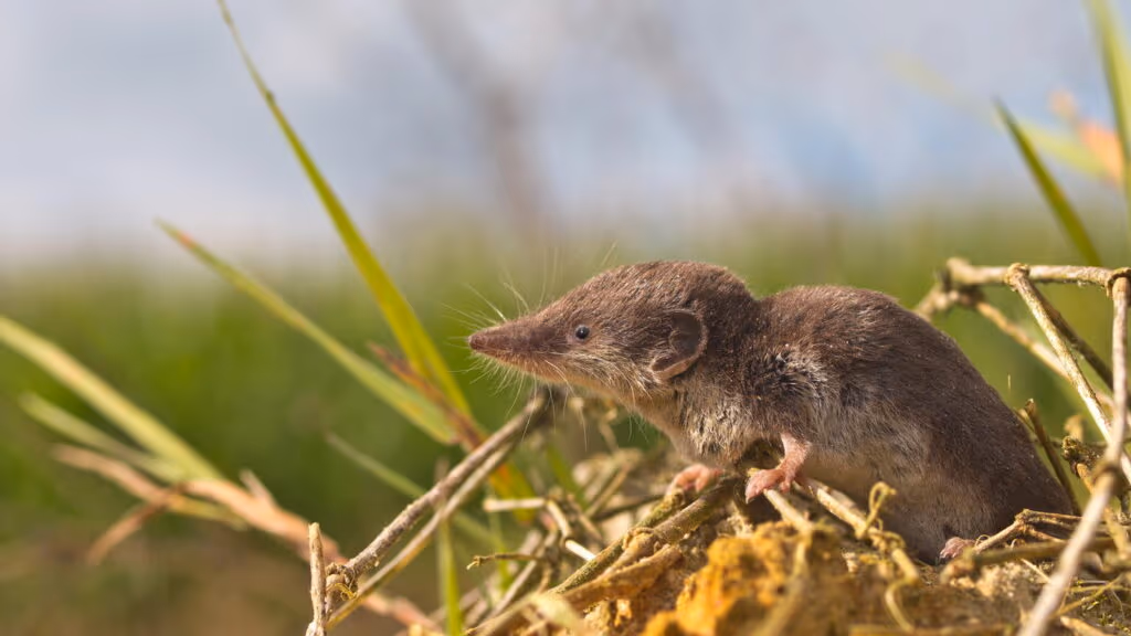 Este é o menor mamífero do mundo e só tem nesse país