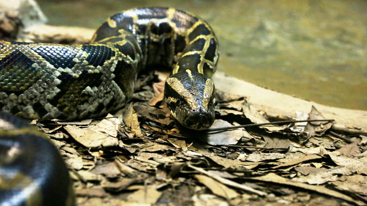 Sucuri surpreende banhistas em rio no Mato Grosso do Sul