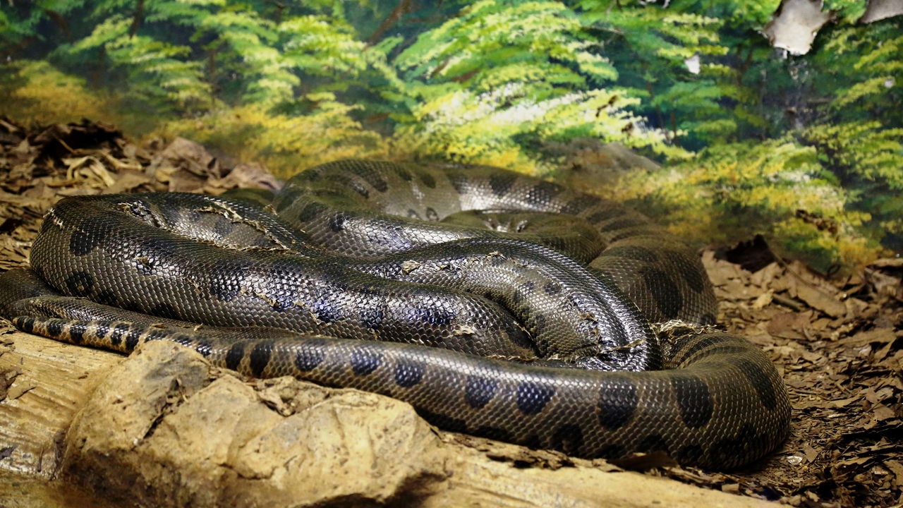 Pitbull enfrenta sucuri gigante em vídeo e viraliza nas redes