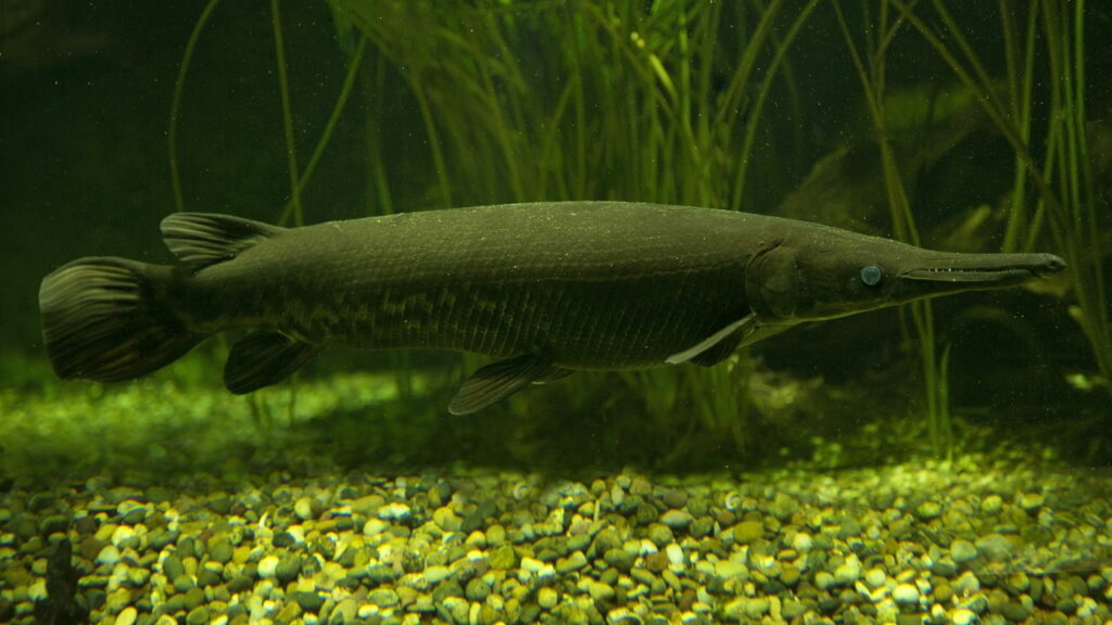 Homem pesca peixe-jacaré gigante de 70 kg e mais de 2 metros