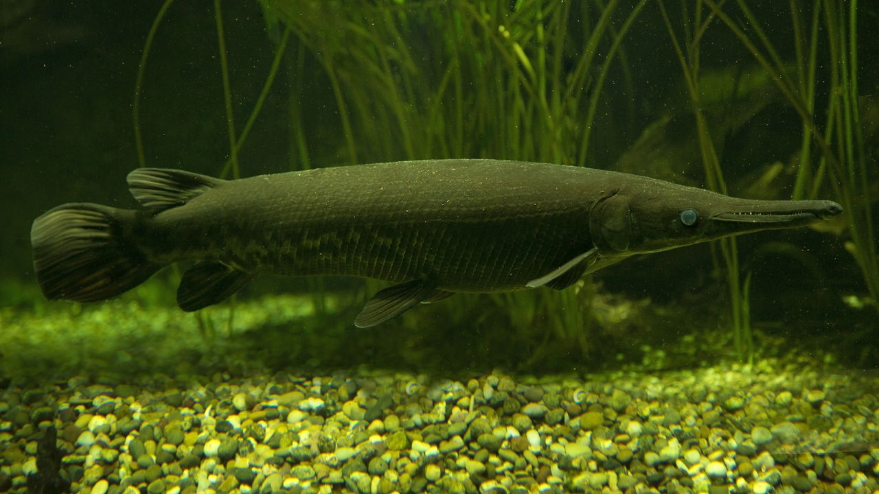 Homem pesca peixe-jacaré gigante de 70 kg e mais de 2 metros