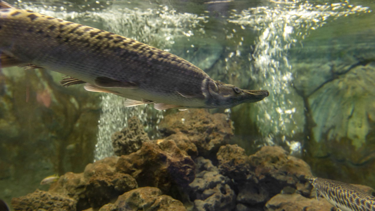 Pescador luta com peixe-jacaré gigante de 70 kg e 2,5 metros e se dá bem