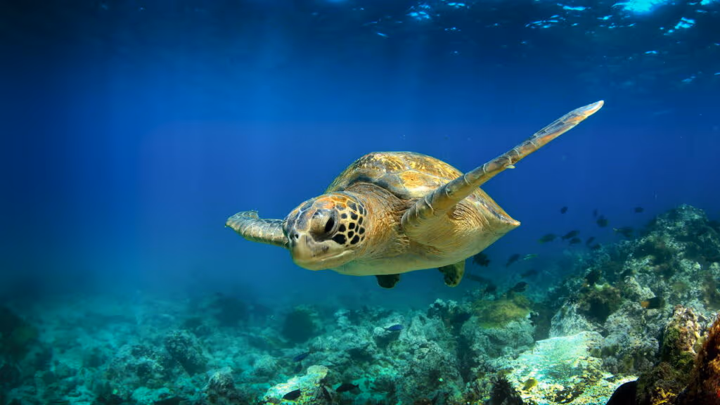 Turista filme rara de tartaruga marinha albina gigante com peixes rêmora “pegando carona”