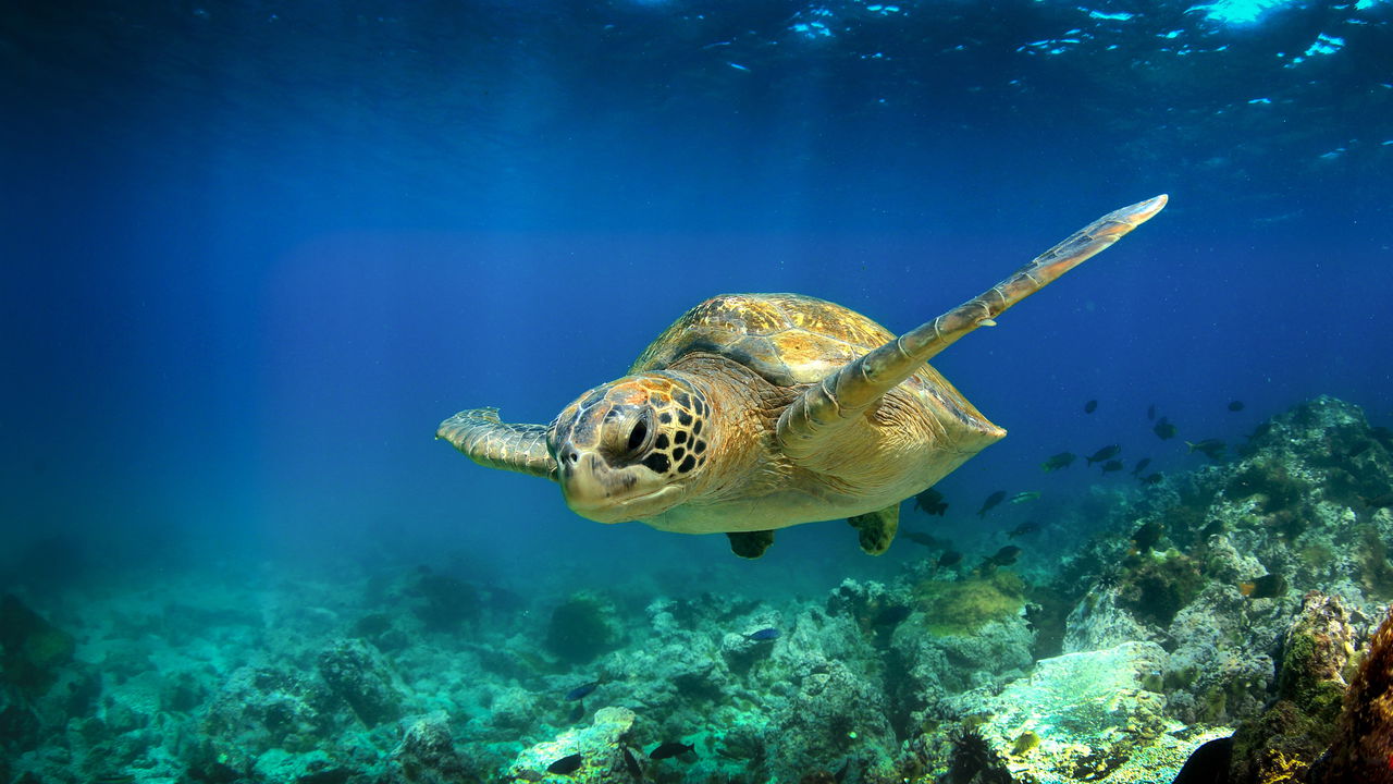 Curiosidades animais que você definitivamente nunca ouviu falar