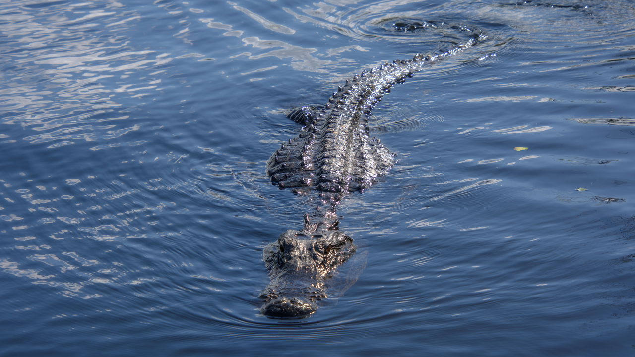 Mulher fica cara a cara com jacaré e o que ela fez depois surpreendeu a todos