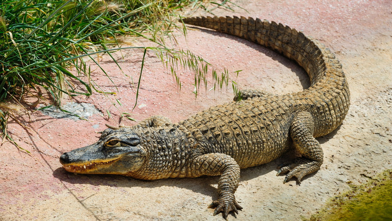 Jacaré caminha pelas ruas de Esperantina no Tocantins e a reação dos moradores surpreende