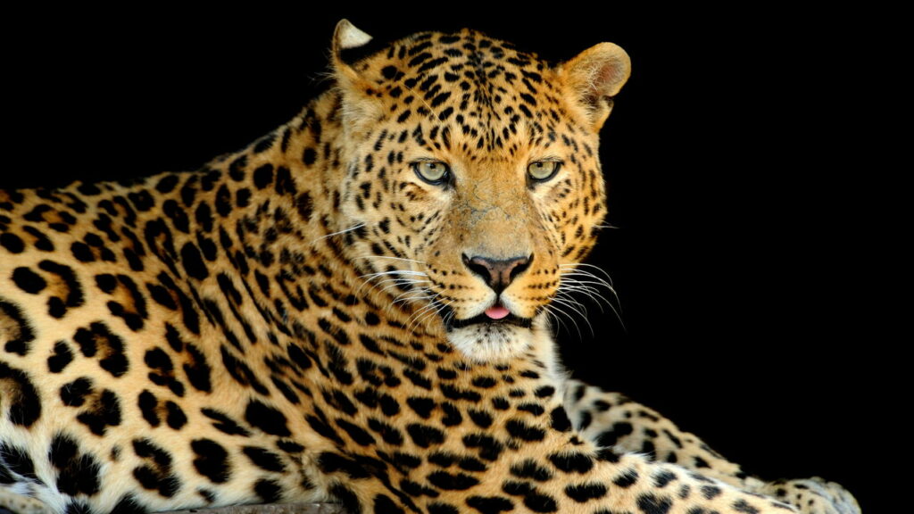 Leopardo é flagrado descansando no topo de árvore gigante