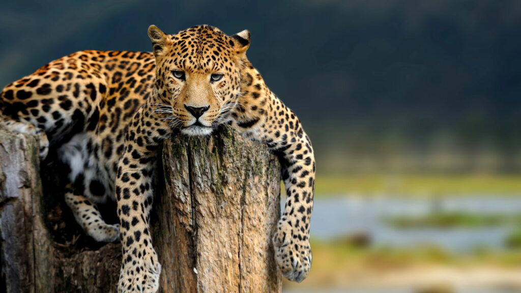 Cena rara mostra o que um leopardo faz após capturar sua presa