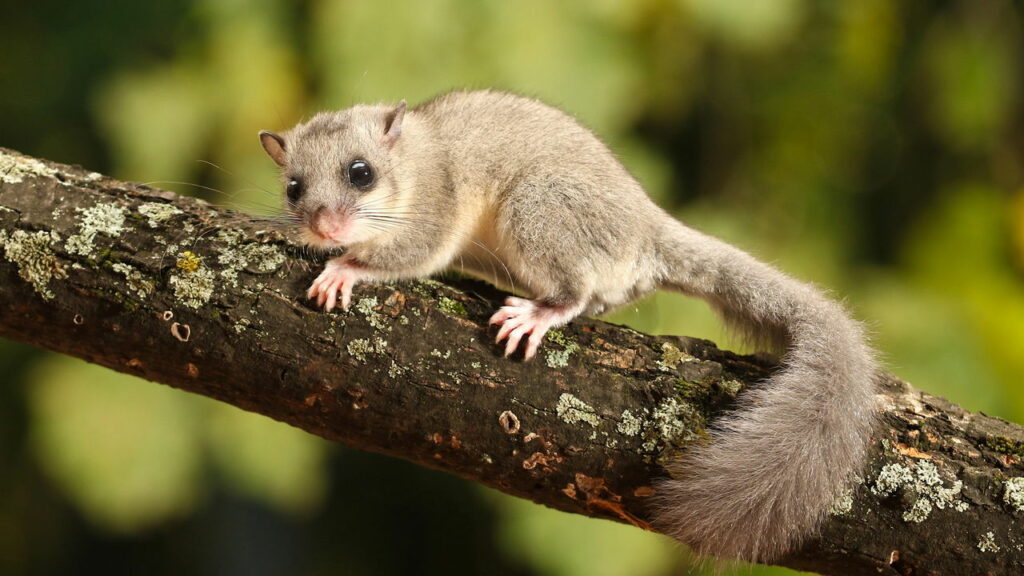 Esse animal inesperado já foi iguaria de luxo nos banquetes da Roma antiga