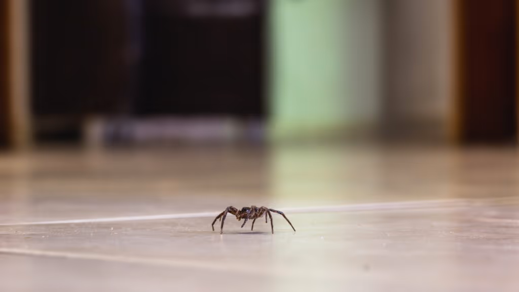 Como saber se tem aranhas-marrons dentro de casa e como evitar