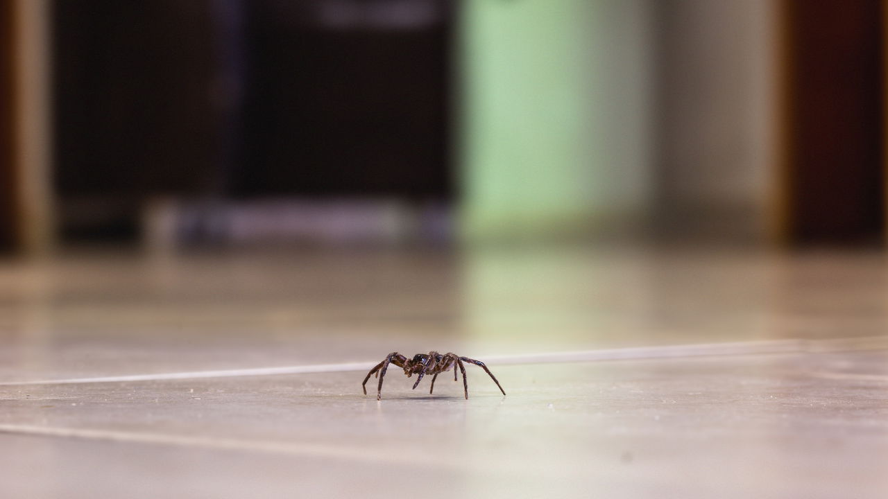 Como saber se tem aranhas-marrom dentro de casa e como evitar