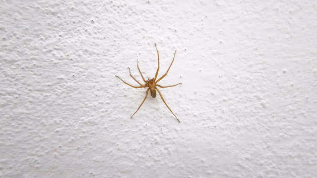Sua casa tem mais aranhas do que você imagina e estes sinais provam isso