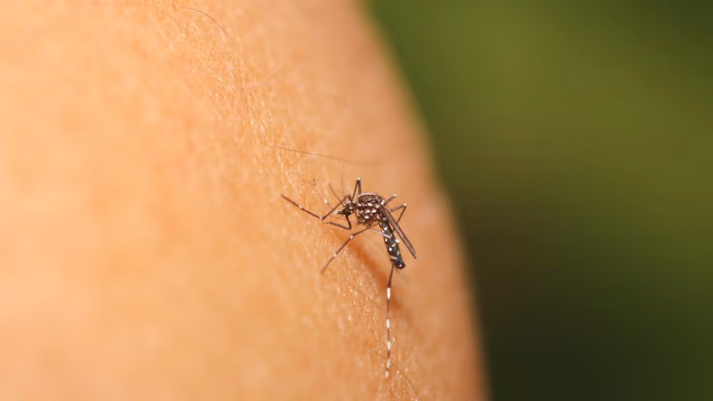 Existe um jeito natural de acabar com insetos que ninguém te contou