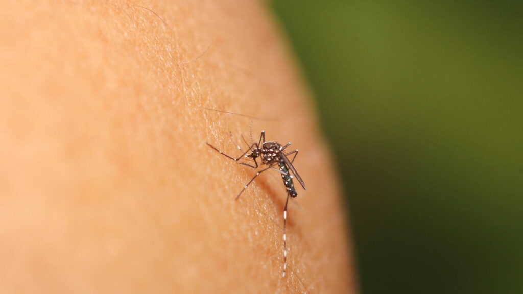 Maior “fábrica de mosquitos do mundo” funciona com um objetivo especifico