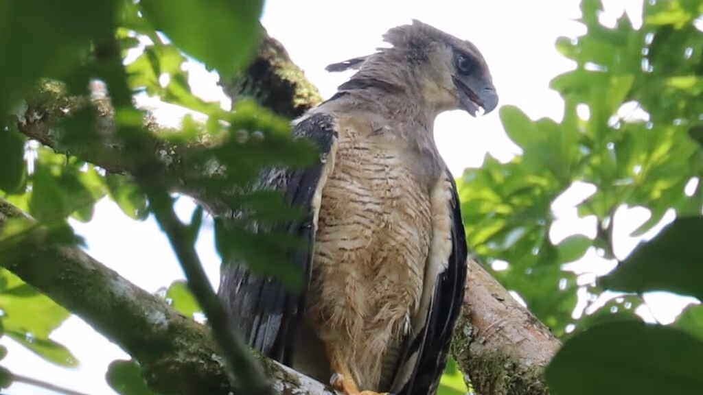 Ave considerada extinta no Brasil é reencontrada por cientistas