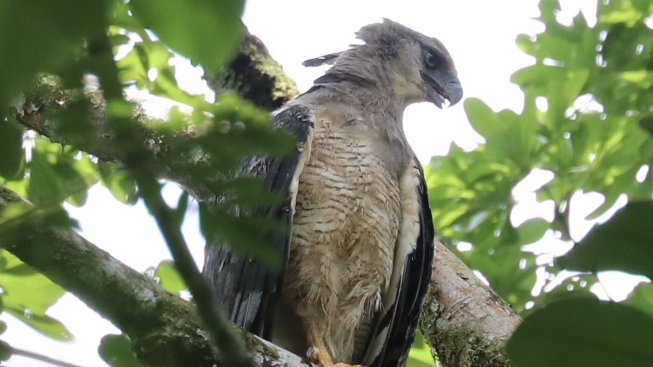 Ave considerada extinta no Brasil é reencontrada por cientistas