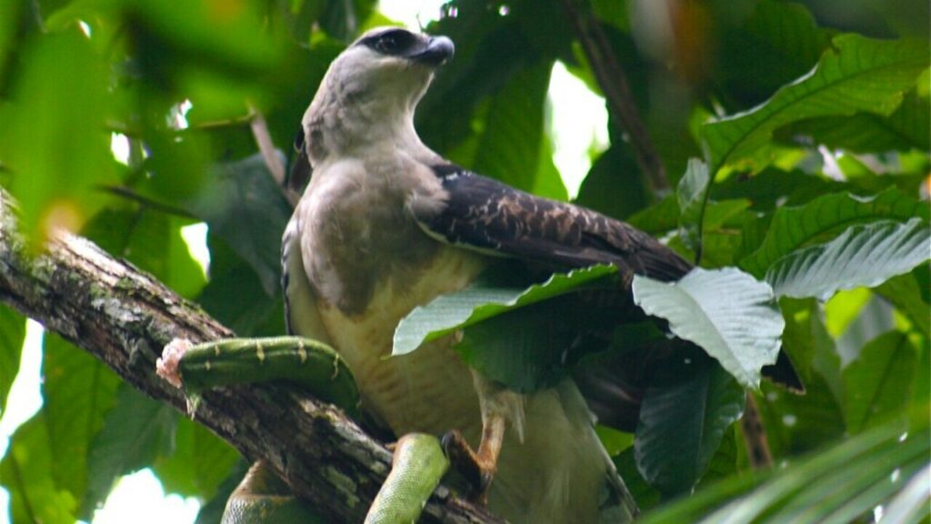 Ave considerada extinta no Brasil é reencontrada por cientistas