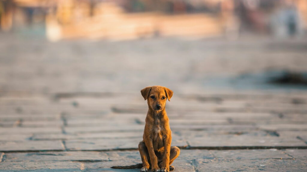Mulher que abandonou cachorros na beira de estrada é condenada pela justiça