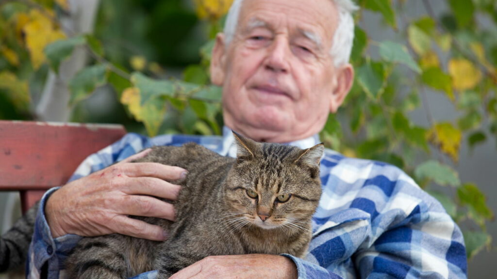O que significa quando seu gato te “amassa” com as patinhas?