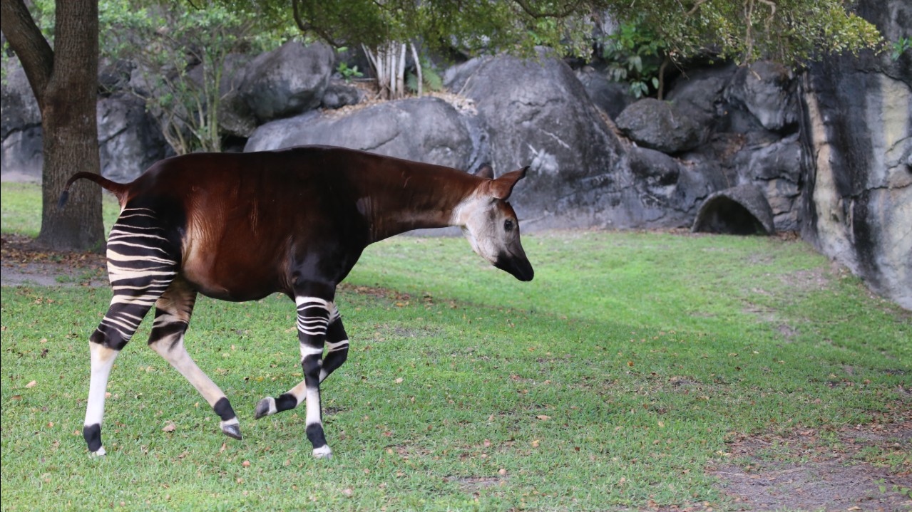 Animal raro com corpo de girafa e listra de zebras surpreende a internet