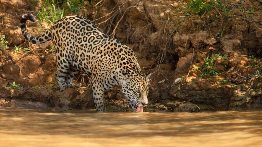Qual é a melhor maneira de proteger sua vida de uma onça-pintada?