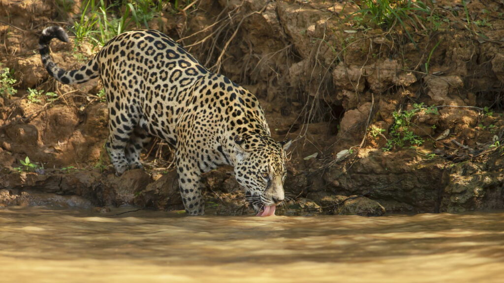 Animais à beira da extinção que você talvez nunca mais veja no futuro