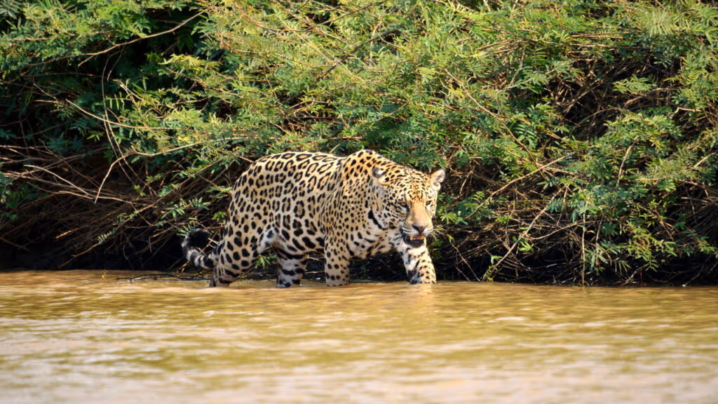 Onça-pintada trava duelo mortal com jacaré gigante e desfecho é surpreendente