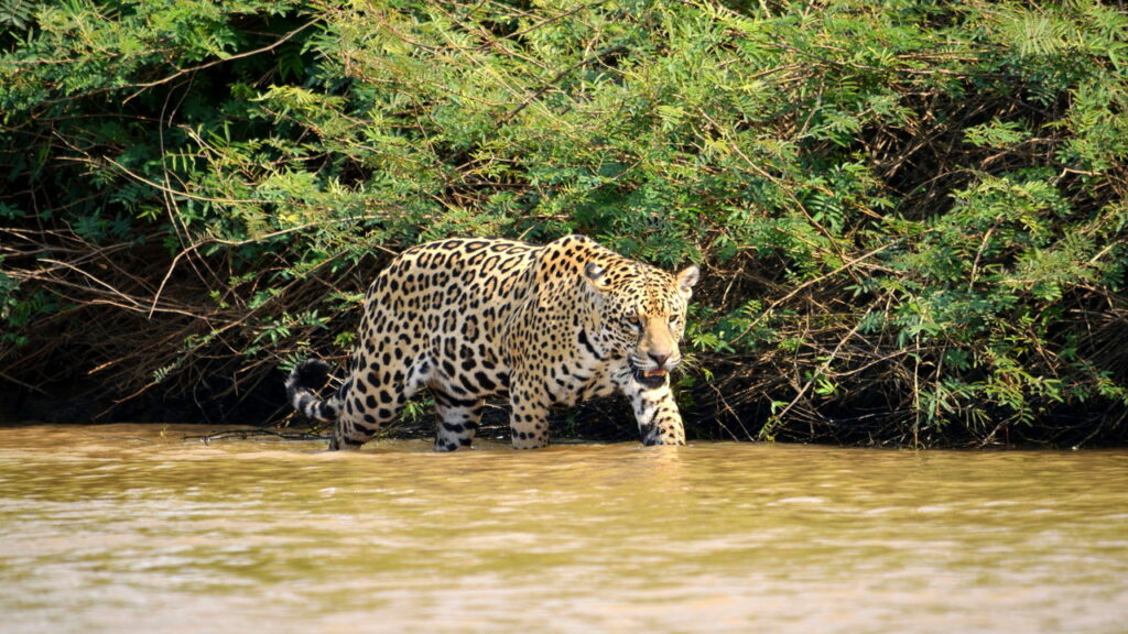Qual é a melhor maneira de proteger sua vida de uma onça-pintada?