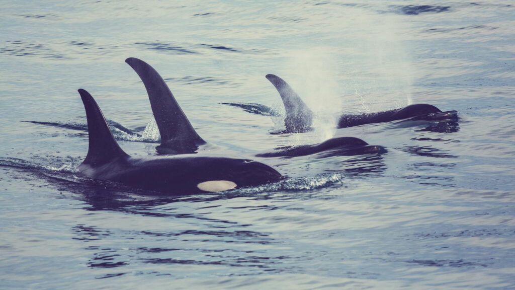 Orcas assassinas voltam a atacar barcos: “Estamos assustados”