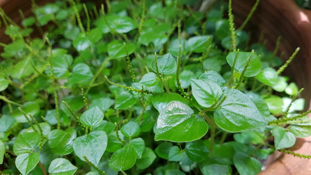 Sua avó estava certa; a cura para muitas doenças está no seu jardim