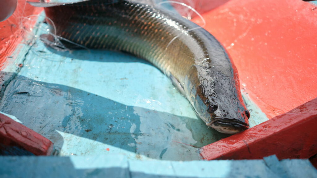 Pescador pega pirarucu de 150 kg em rio na Amazônia