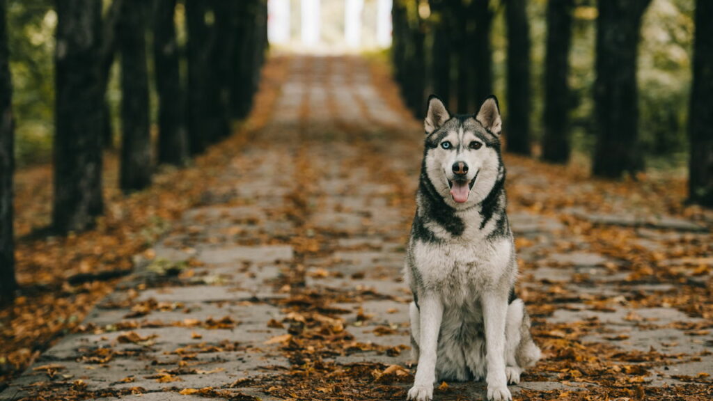 Pílula que aumenta tempo de vida de cachorros já está em teste