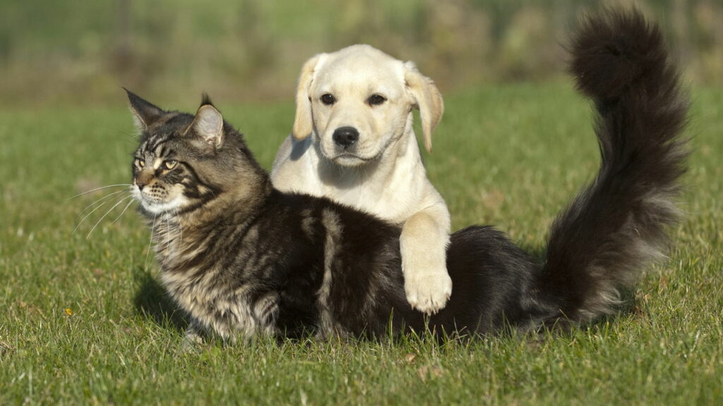 Pílula que aumenta tempo de vida de cachorros já está em teste