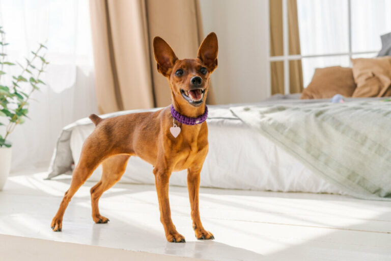 14 curiosidades sobre o cachorro da raça pinscher
