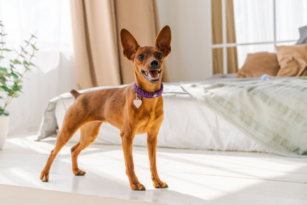 14 curiosidades sobre o cachorro da raça pinscher