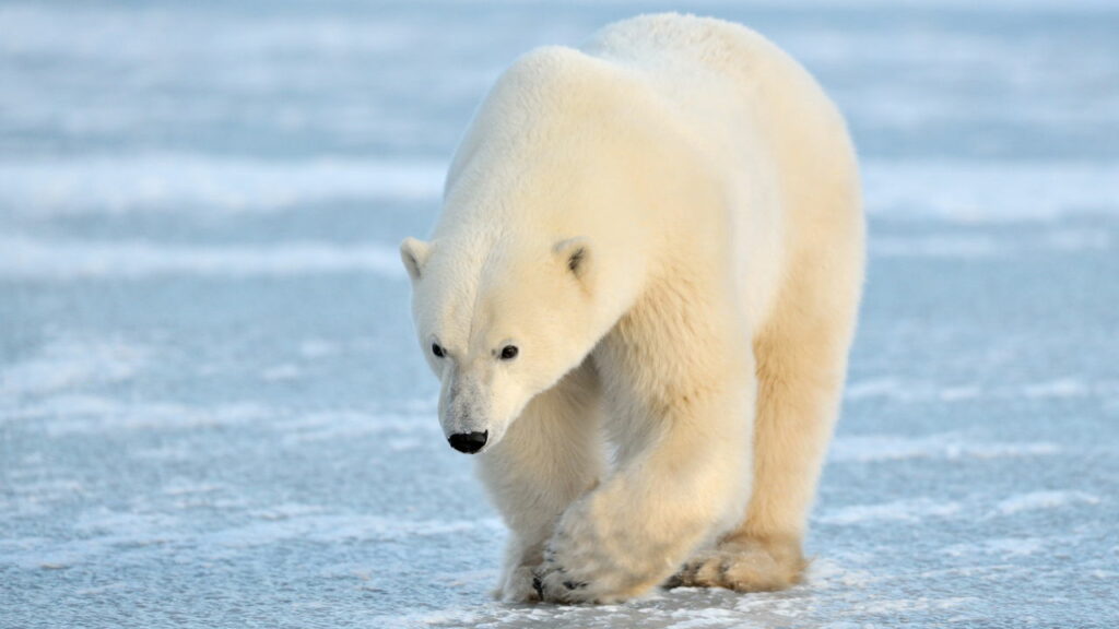 Urso polar desliza sobre gelo para não quebrá-lo e surpreende com inteligência