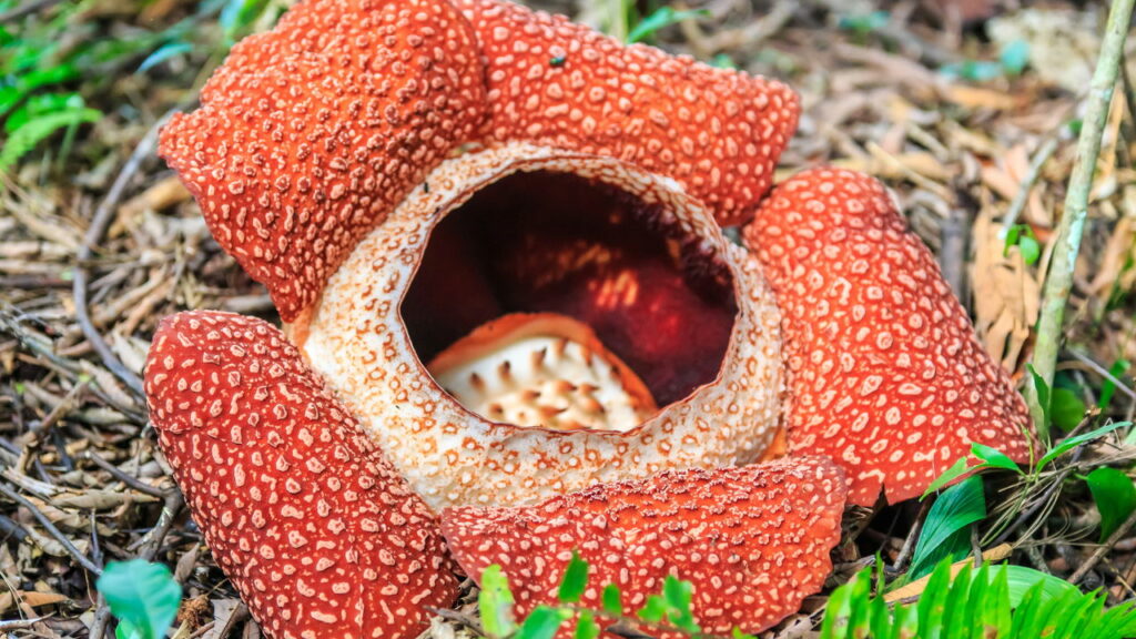 A planta mais estranha do mundo não tem caule, folhas nem raízes
