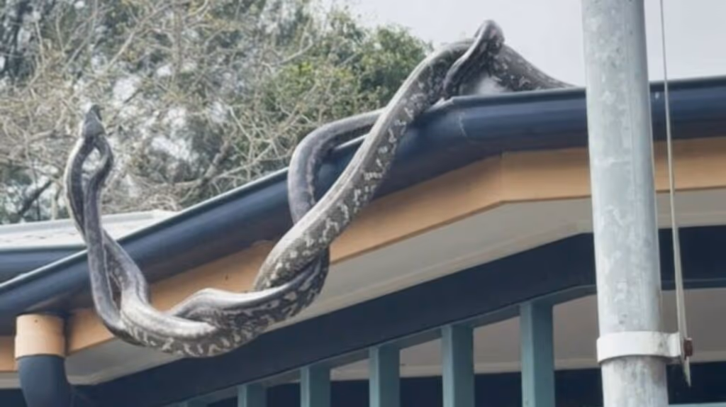 Pítons gigantes duelam ferozmente em telhado na Austrália