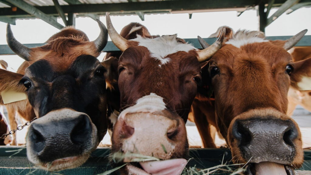 Vacas esbanjam alegria ao ver grama após 6 meses