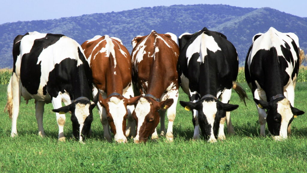 Vacas esbanjam alegria ao ver grama após 6 meses