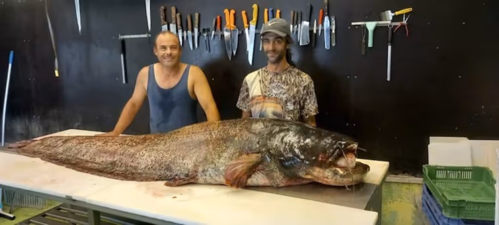 Peixe-gato de 2,43 metros, o maior já registrado na história, é pescado na Suíça