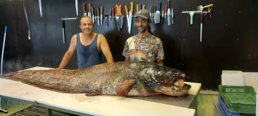 Peixe-gato de 2,43 metros, o maior já registrado na história, é pescado na Suíça