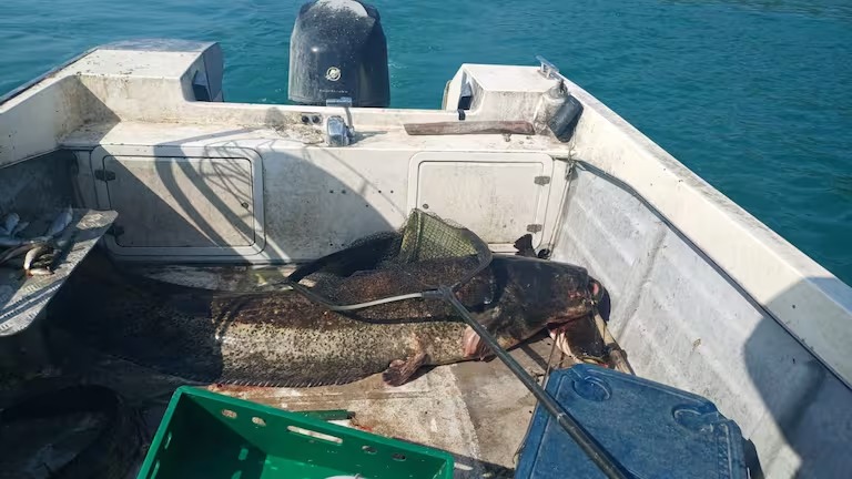 Peixe-gato de 2,43 metros, o maior já registrado na história, é pescado na Suíça
