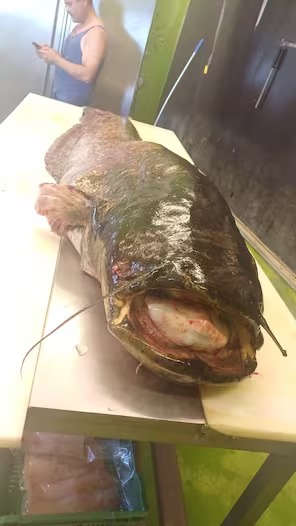 Peixe-gato de 2,43 metros, o maior já registrado na história, é pescado na Suíça