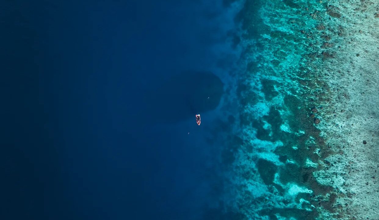 Criatura “do tamanho de duas quadras de basquete” é encontrada nas profundezas do mar