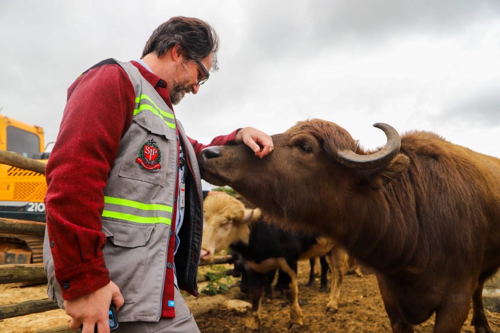 O que aconteceu com os búfalos do Rio Pinheiros?