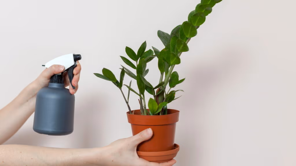 Planta fácil de cuidar que purifica o ar e deixa a casa mais bonita